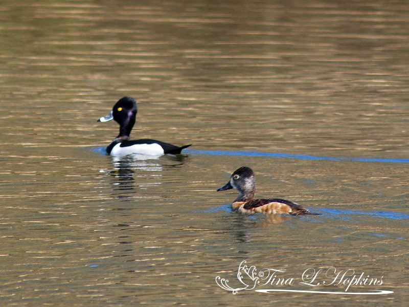 Ring-tailed Ducks