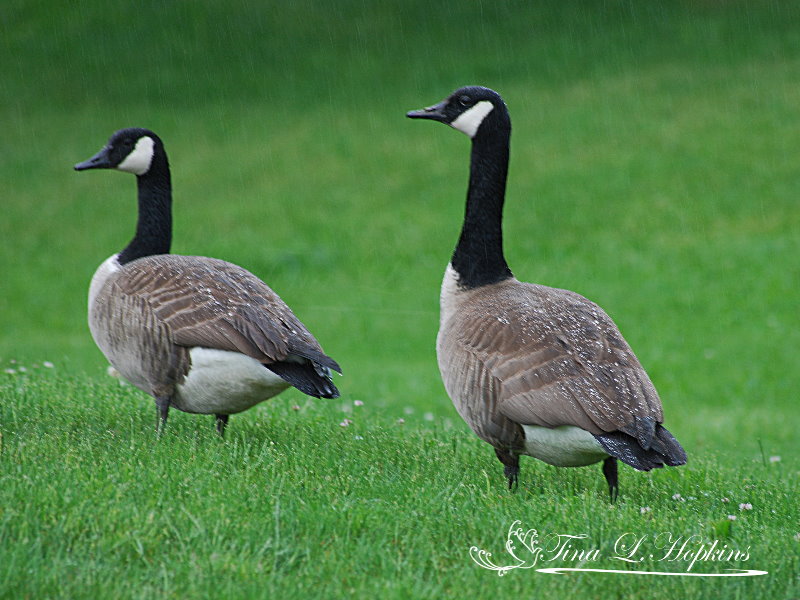 Canada Geese 