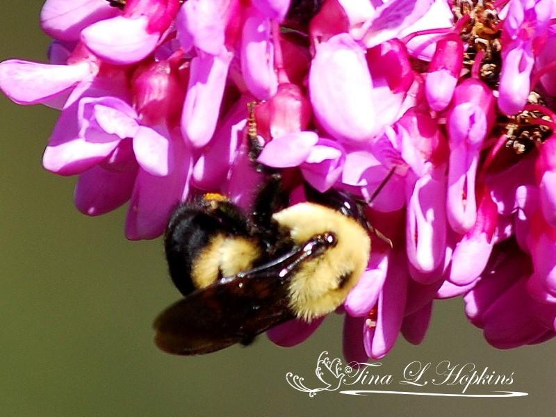 Bumblebee