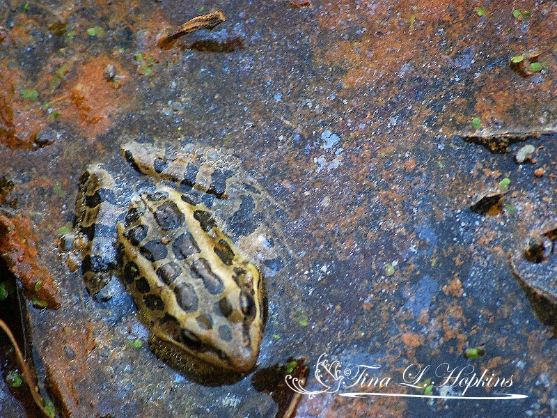 Northern Leopard Frog