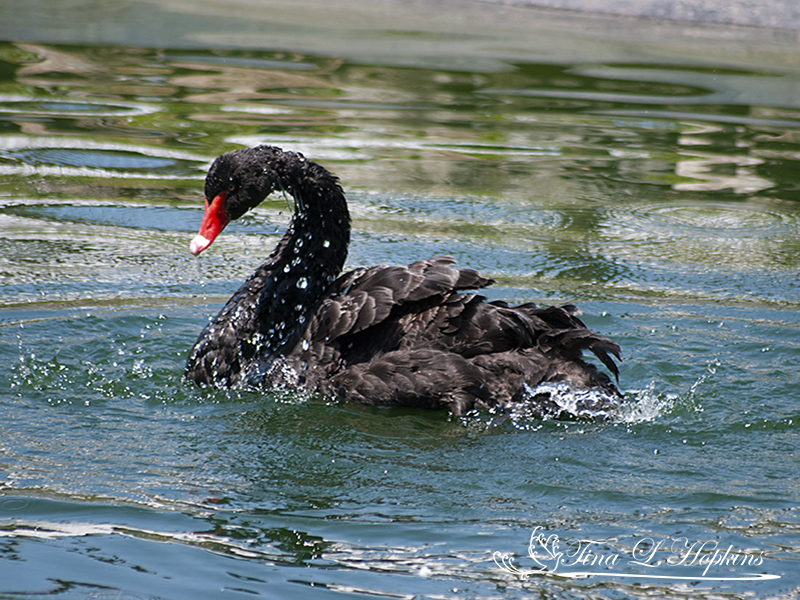 Black Swan