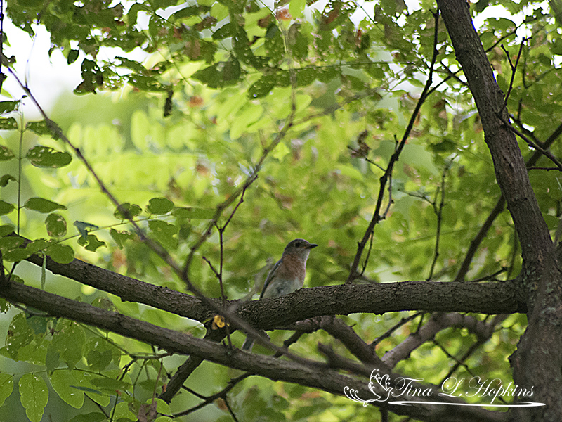 Female Bluebird