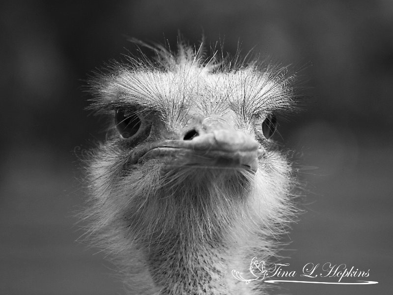 Ostrich bw 