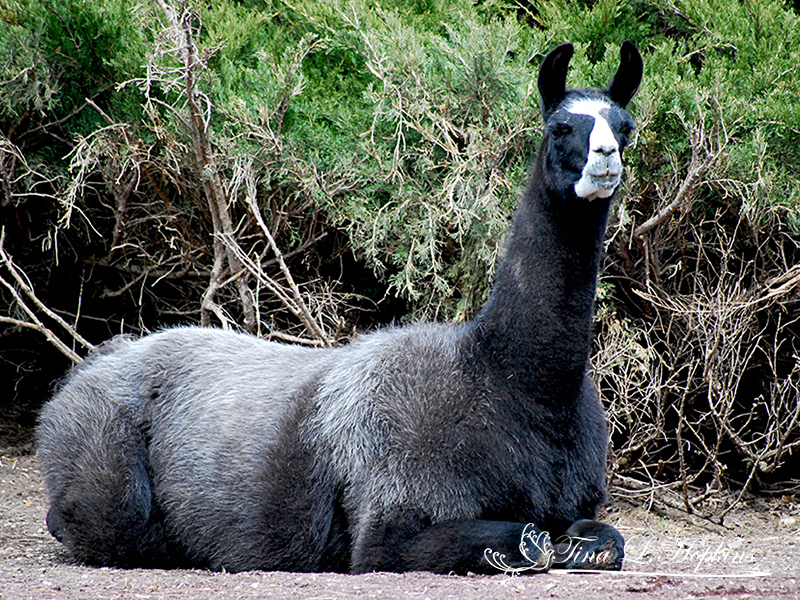 Llama