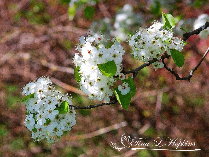 Bradford Pear