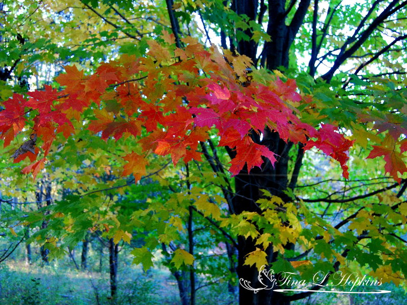 Maple Tree - Round Valley Reservoir