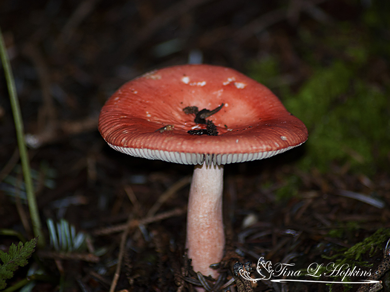 mushroom1
