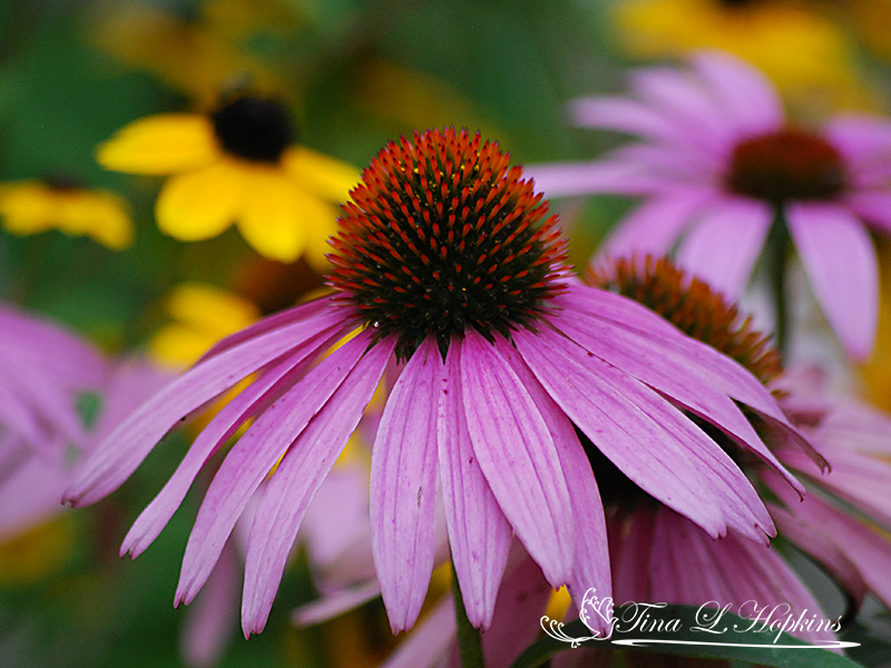 nativeplant1