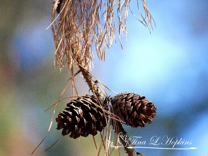 Pine Cones - Black Pine - Round Valley Reservoir NJ