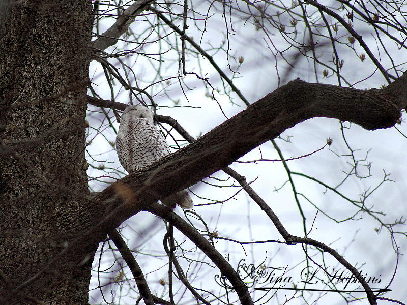 Snowy Owl