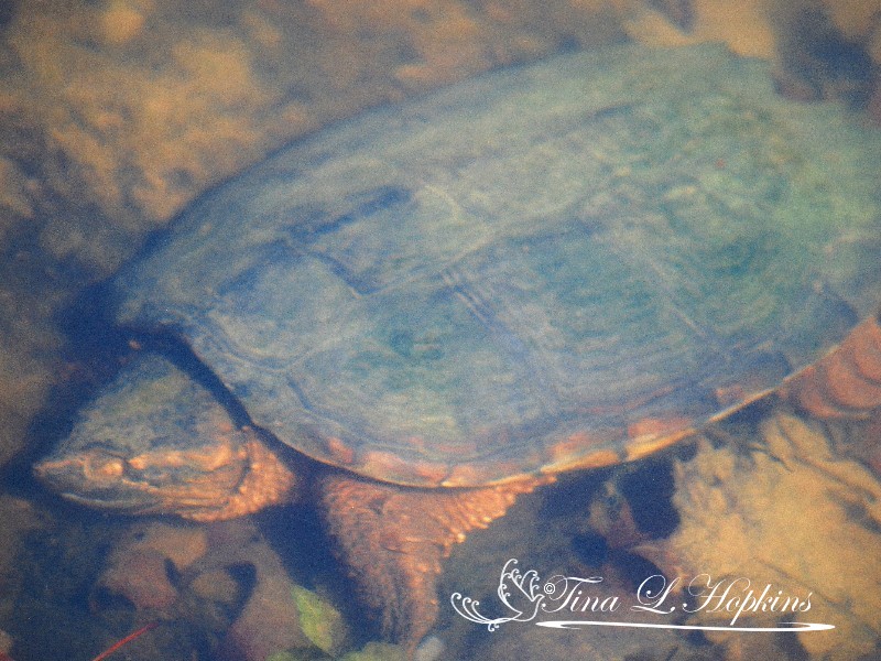 Goliath - Snapping Turtle  - Round Valley Reservoir NJ