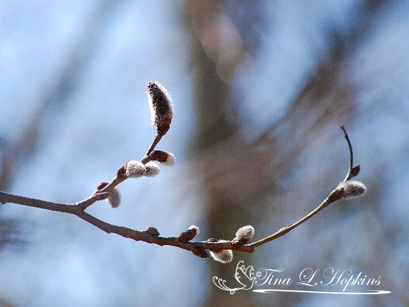 Aspen Catkins - Round Valley Reservoir NJ