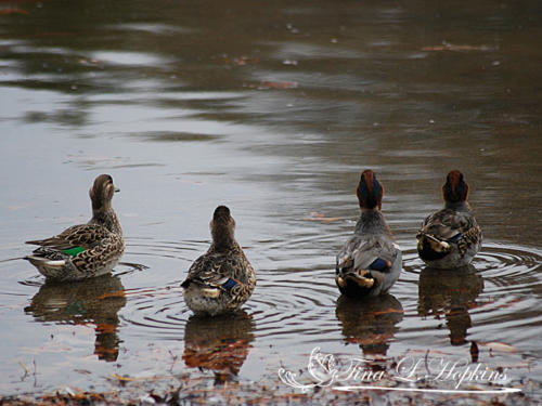 Green Winged Teal Ducks 