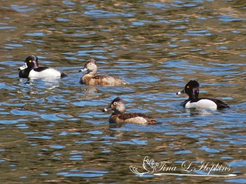 Ring-tailed Ducks