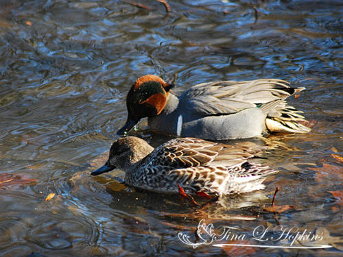 Green-winged Teals 