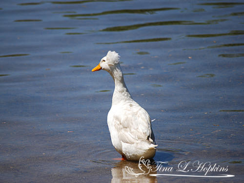 White-Crested Duck 