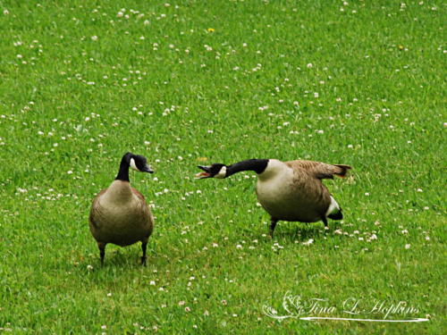 Canada Geese 