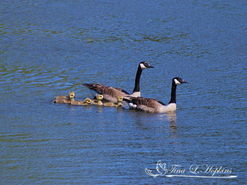 Canadian Goose Family 