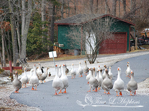 Hoard of Geese