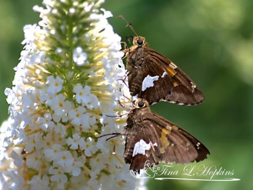 Silver- Spotted Skippers