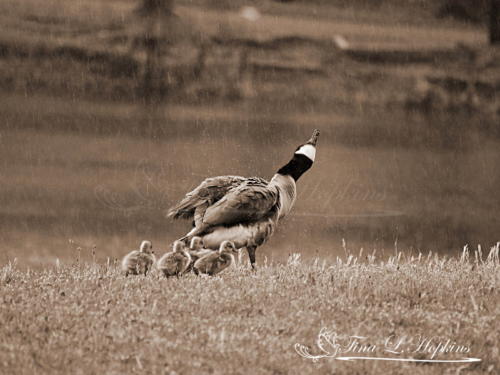Canada Goose & Gooslings Sepia 