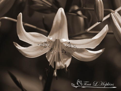 Day Lily Sepia 