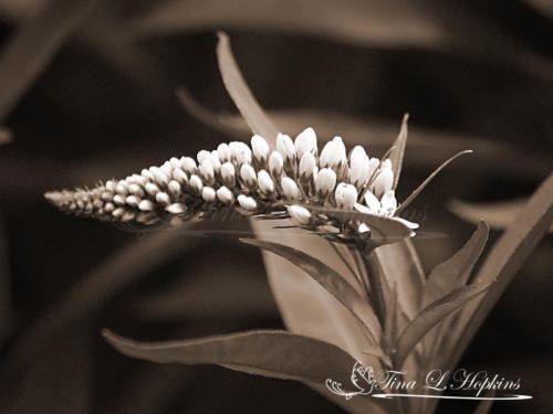 White Profusion Sepia 