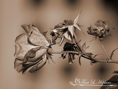 Wild Rose Sepia 