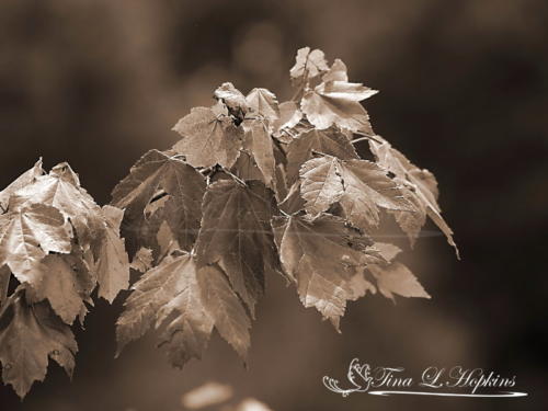 Maple Leaves Sepia 