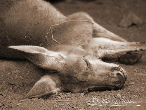 Baby Kangaroo Sepia