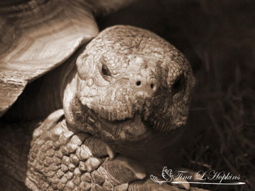 African Spurred Tortoise Sepia 