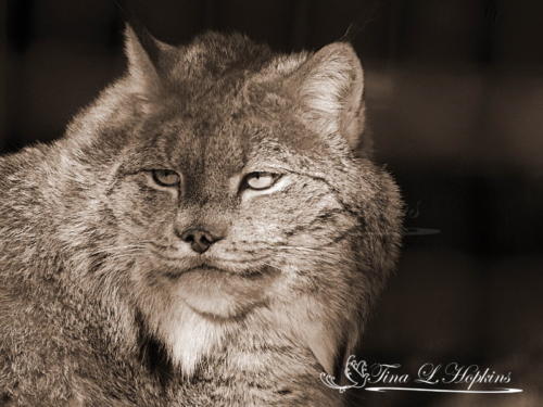 Canadian Lynx 