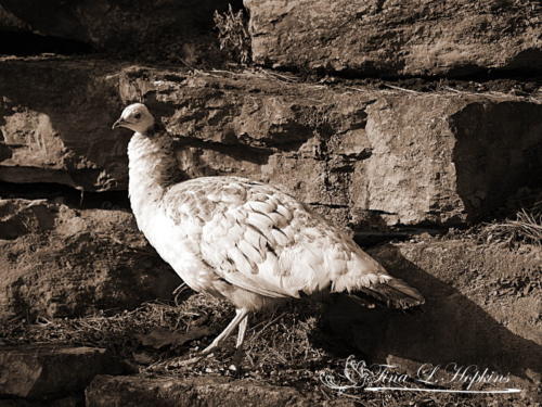White Peacock Sepia 