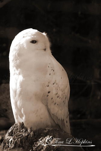 Snowy Owl Sepia 