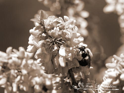Bumble Bee Sepia 