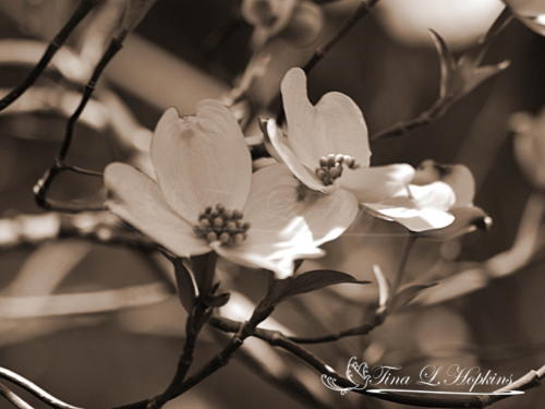 White Dogwood Sepia