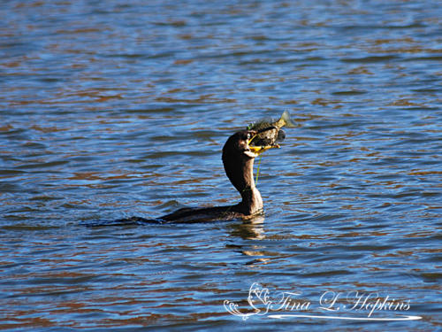 Double-breasted Cormorant