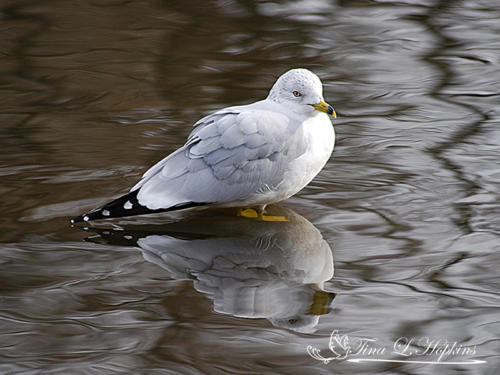 Herring Seagull
