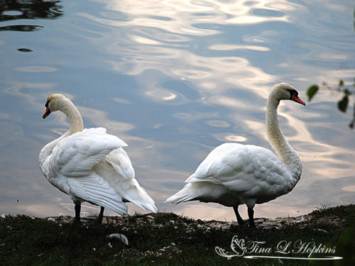 Muted Swans