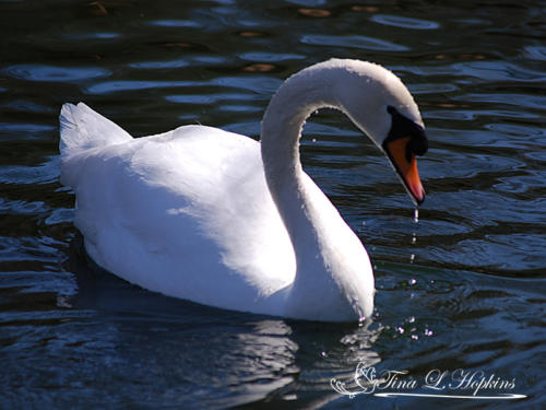 Muted Swan