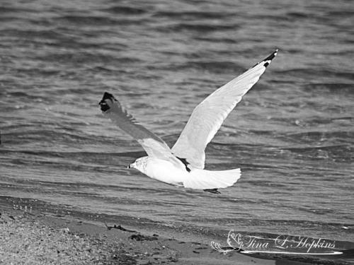 Herring Sea Gull bw 