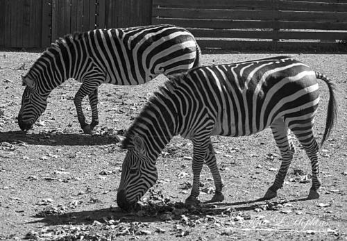 Zebras bw 