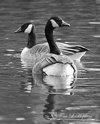 Canada Geese bw 