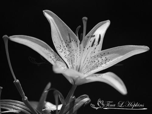 Day Lily bw 