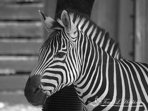 Zebra bw 