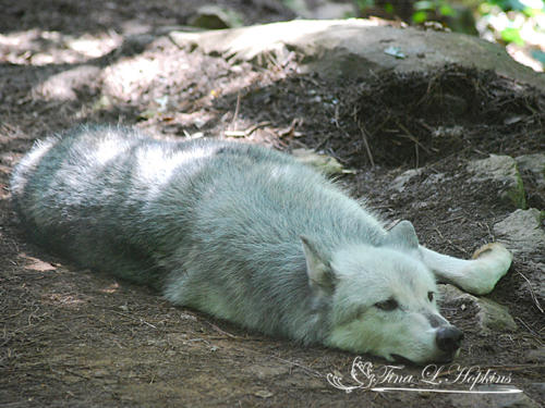 Cody - Grey Wolf - Passed Away From Leukemia - WNC Wildlife Center