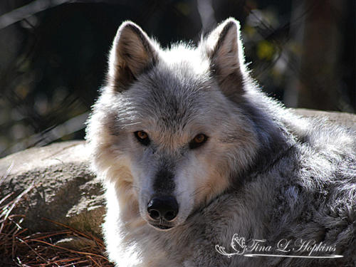 Cody - Grey Wolf - Passed Away From Leukemia - WNC Wildlife Center
