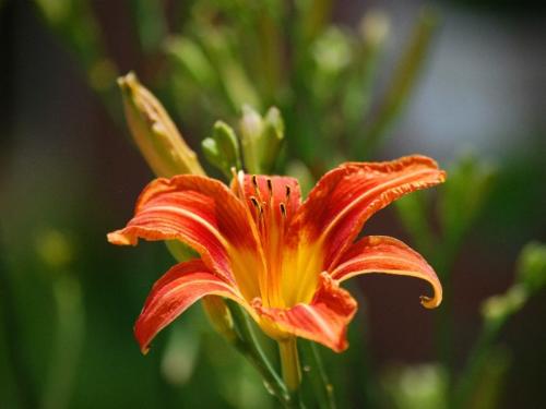 Orange Day Lily 