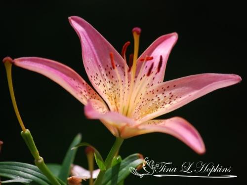 Pink Day Lily 