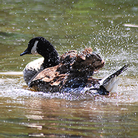 Geese